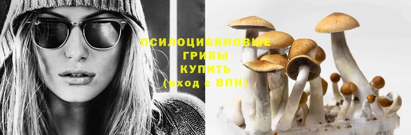 Галлюциногенные грибы Psilocybine cubensis  Зеленокумск 